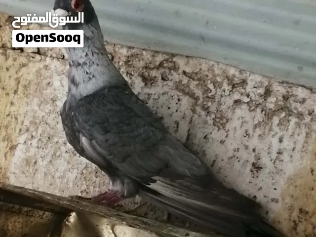 ذكر قرقاطي للبيع