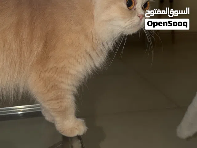قطه لتبني العمر 8 شهور انثى