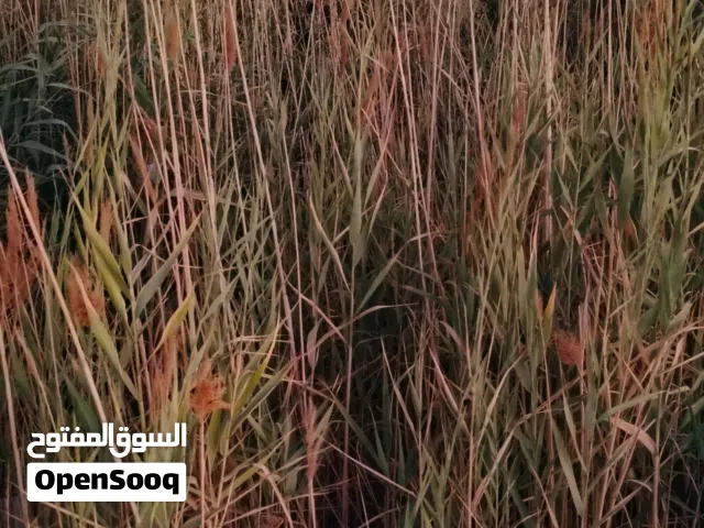 مطلوب هاردسك 320 جيجا لي لابتوب في غدامس فقط