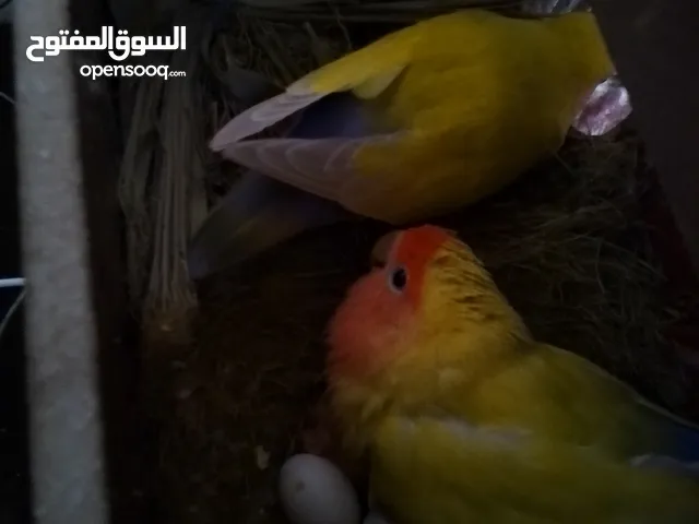 طيور منتجة وتحتها بيض او فراخ ويوجد طيور تانية اليفة