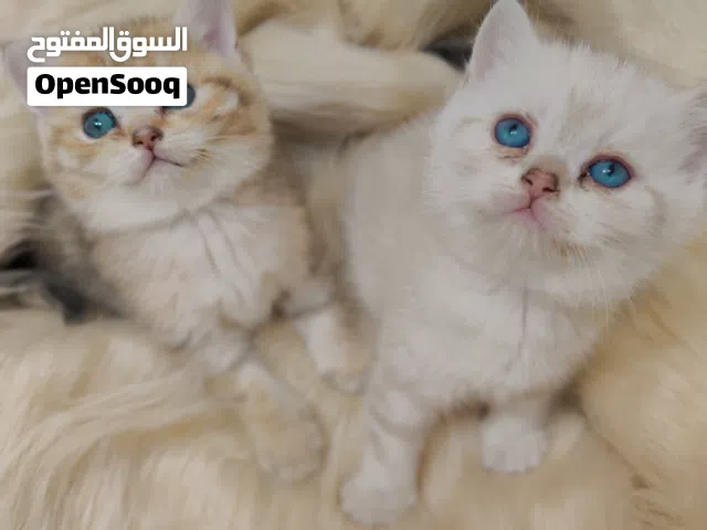 قطط سكوتش ستريت جولدن بوينت وجولدن ny25