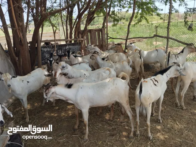 متوفر غنم و ثيران كميه