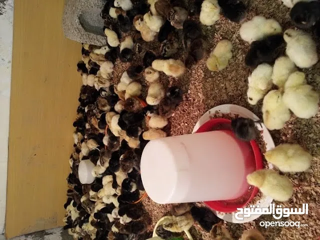 دجاج عمانية عمر 21 ايام الاستلام نزوي