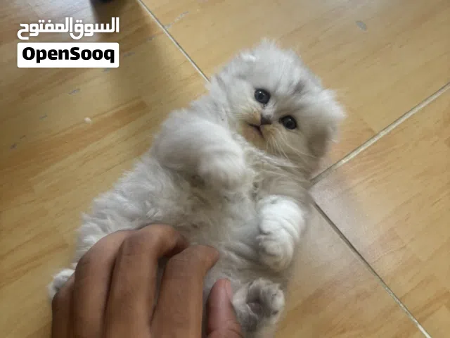 سكوتش فولد بيور عيون زرق