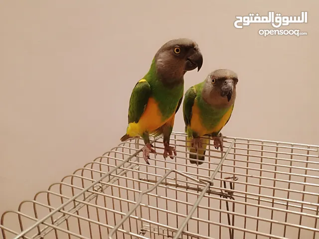 1 pairs of Senegal parrot beautiful parrots senagall parrots they are male and female