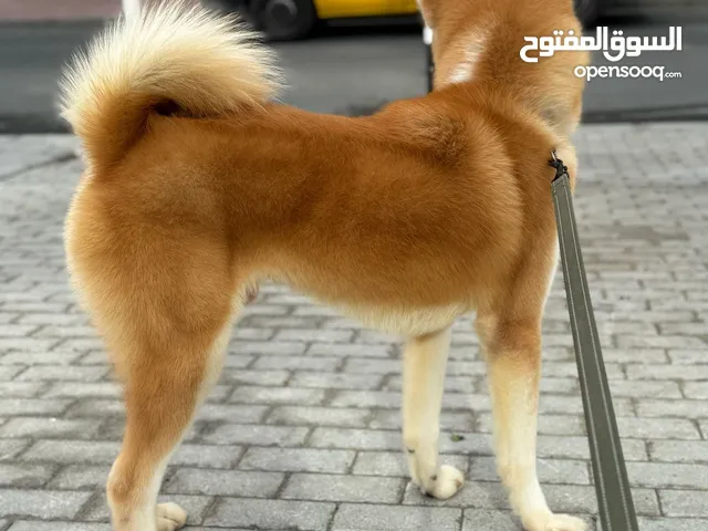 Japanese Akita From Russia 1year and 6month male