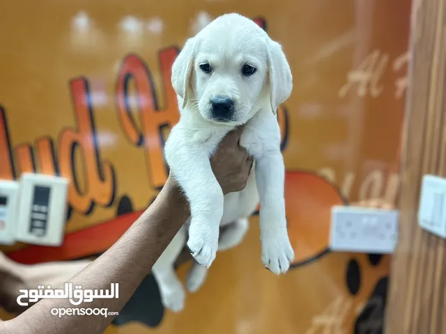 Labrador Retriever