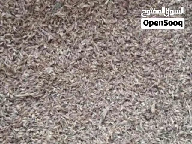 يوجد لدينا بذور الرودس ذو جودة ممتازة الحشائش