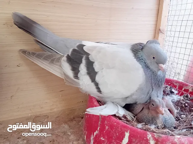 متاح مخاليف زوج تبزير بيت وتك الوصف مهم مهم مهم جدااااااا جدااااا