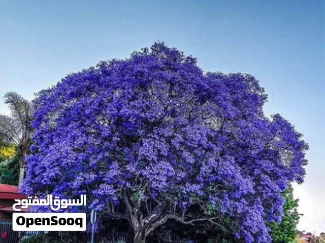 متوفر اشجار جكرندا حجم كبير متوفر ثلاث متر ومتوفر اربعه متر