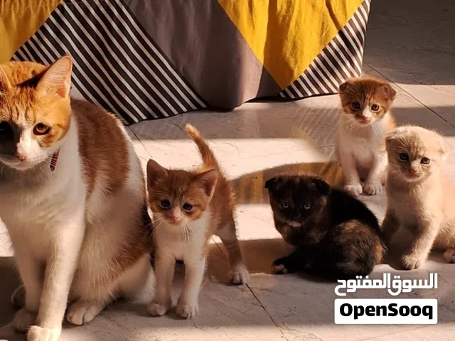 2 months old kittens for sale