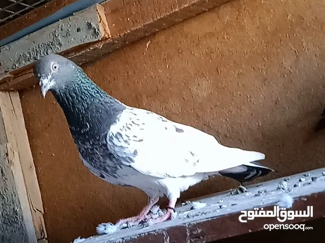 pakistani pigeons