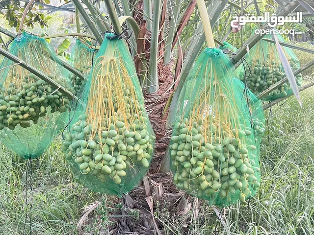 طناء نخيل خلاص سقي ماء الفلج