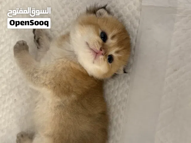 اسكوتش بيور فولد