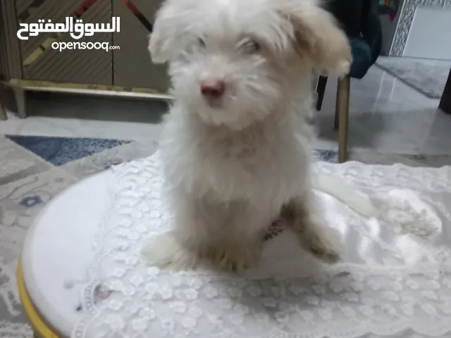 كلبه ميني جريفون عمرها شهرين متعلمه دخول الحمام مطعمه معها شهاده بتاكل أكل بيتي سعرها 2500