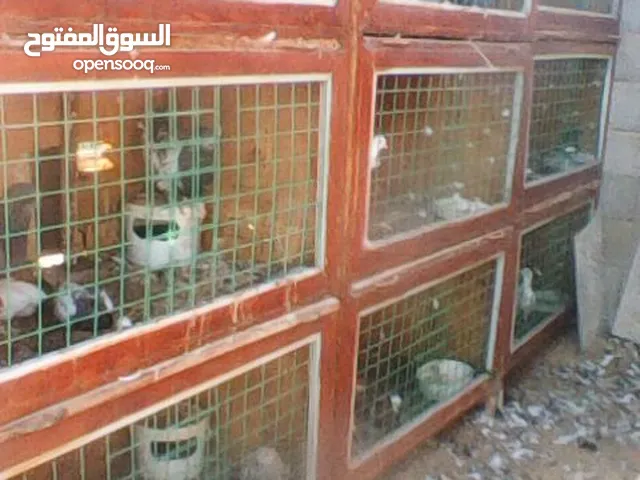 بارتيات تلاتيات