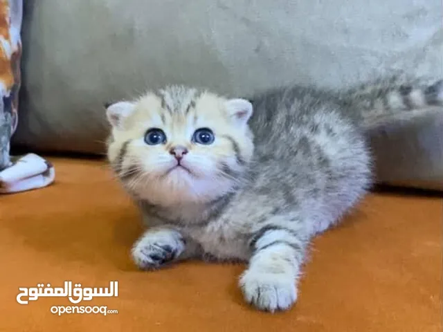 سكوتش جولدن
