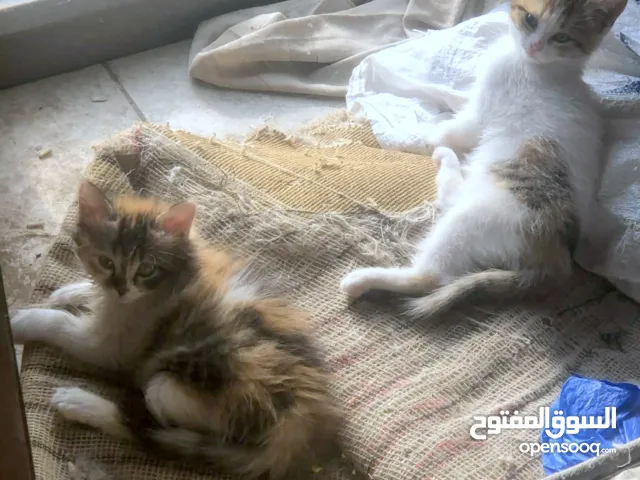 ذكر وانثى و5 قطط صغار