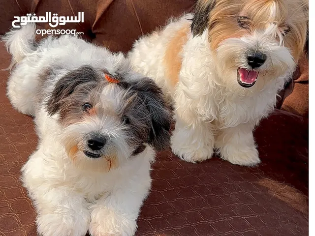 Shih tzu male And female