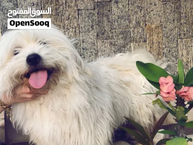 Dog for sale/ كلب للبيع