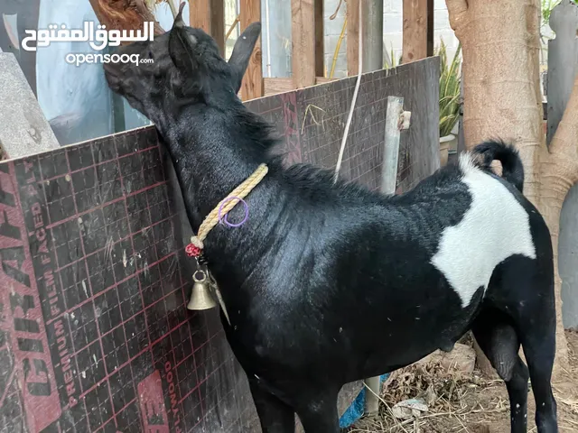 Goat in salalah