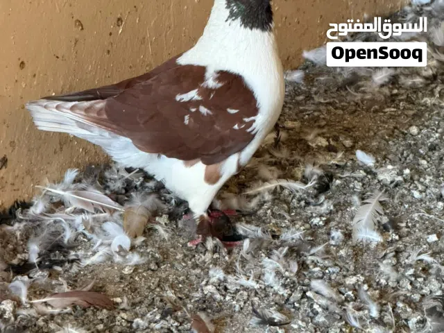 حقم أشكال وأنواع جميله