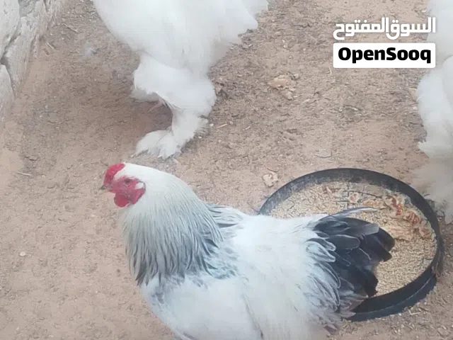 بيض دجاج برهما عملاق اللون وحجم الله يبارك