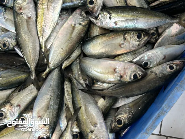 ليخ 13 الرغب 8 العدد 5 قطع غزل كوري  ألون اخضر