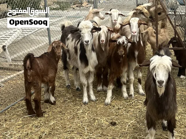 اغنام للبيع جمله تيوس و شوهات وشي تحته مواليد