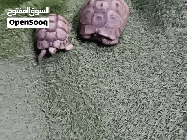 سلاحف الموقع سبها