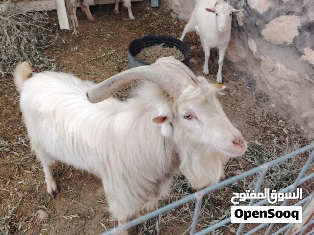 تيس سانين اصلي. كفاله