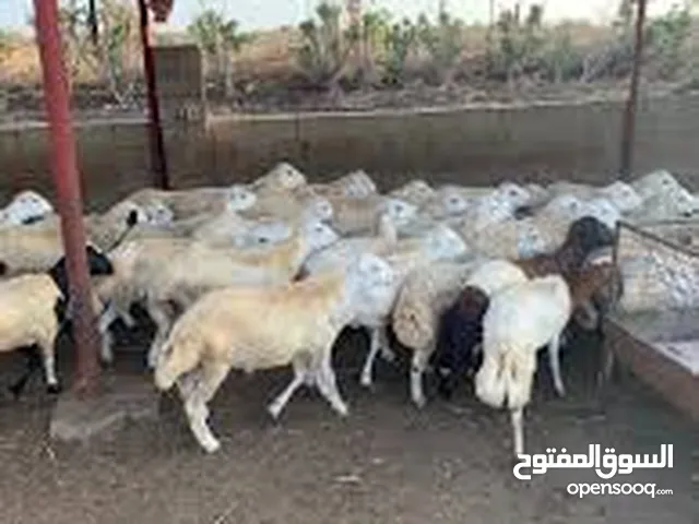 السلام عليكم ورحمة الله وبركاته انا يمني ابحث عن شريك سعودي في مجال بيع وشراء الذبايح خبره وفاهم