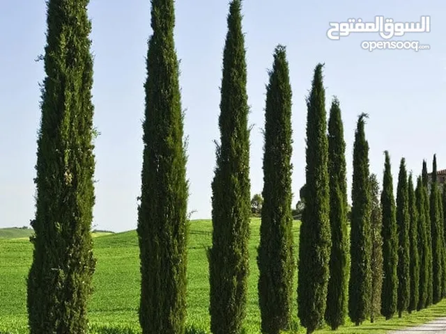 المشتل الملكي هل تبحث عن شتلات داخلية وخارجية؟ استشارات زراعية وتنسيق حديقتك؟! تصميم مساحتك الخضراء!