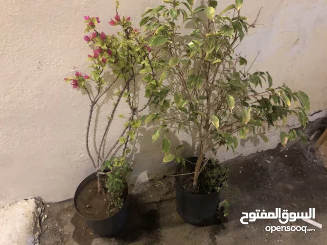 Plants for sale نبات لي بيع