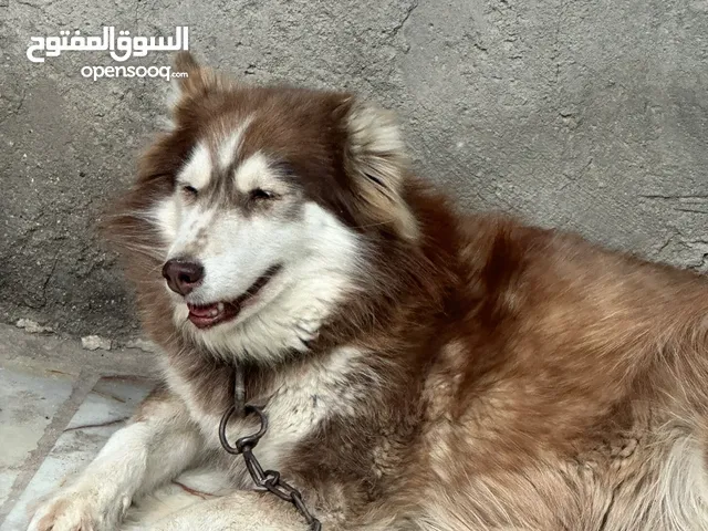 هاسكي للبيع