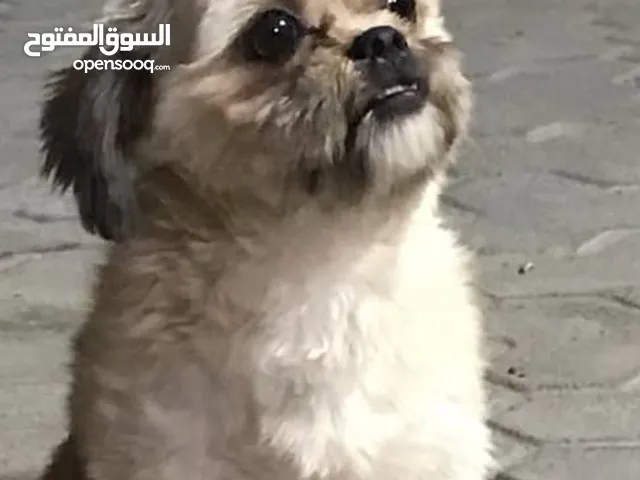 dogs for sale