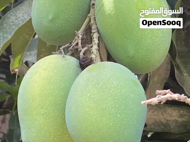 لبيع حدال امبا اخضر حامض درجه أولى حجم جامبو
