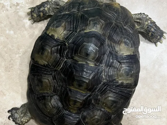 سلحفاه يونانيه