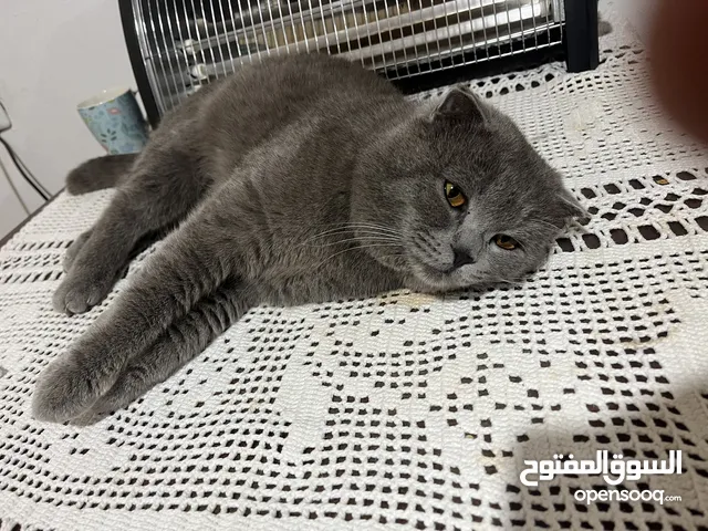 سكوج فولد للتبني