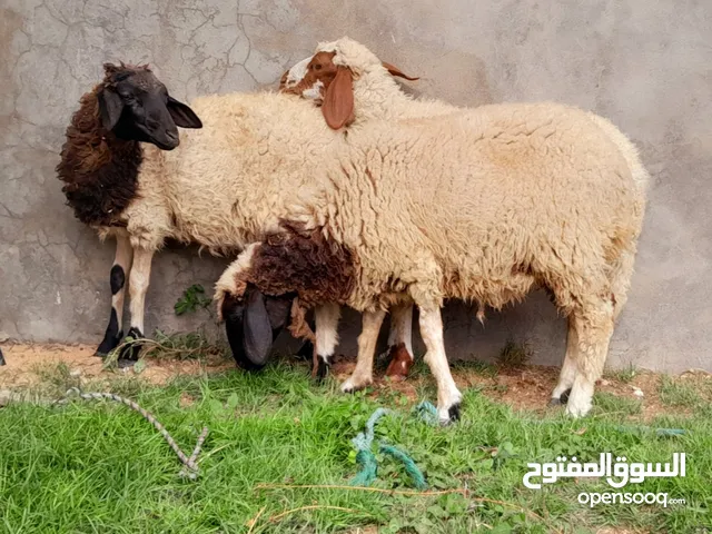 3فطايم للبيع جملا 2500 معا بعض
