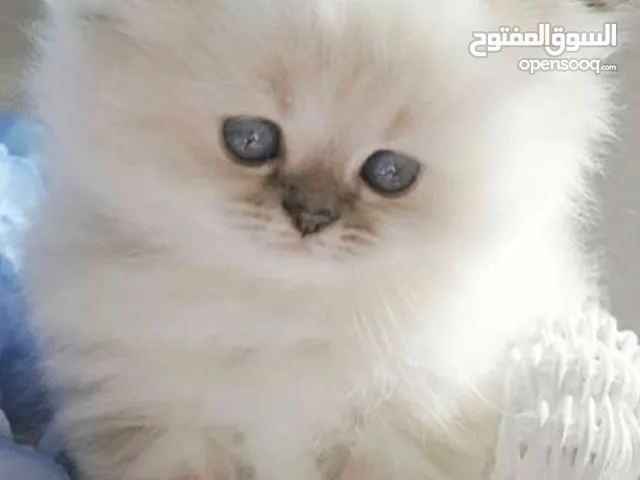 قطة هملايا صغيره للبيع