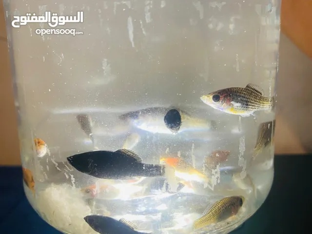 سمك قوبي للبيع تقريبا فوق العشرين طرف