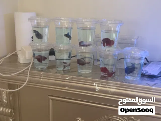 سمك الفايتر ذكور و ايناث