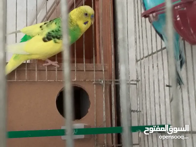 جوز عصفير حب للبيع عمان جاوا