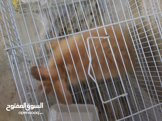 ارنب صغير ذكر