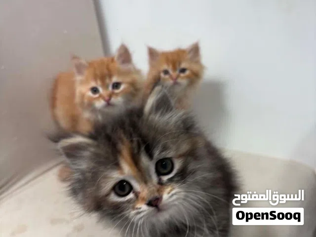 شيرازي انثي عمر 45 يوم