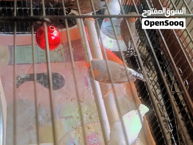 Finches bird for sale
