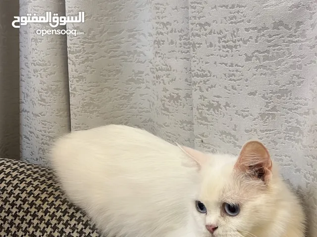 قطه مكس هملايا مع فارسيه انثى للتبني