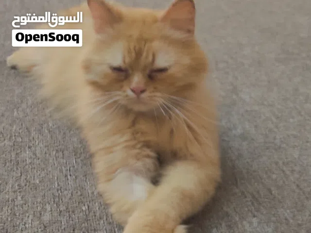 قطط للبيع سعر بلاش