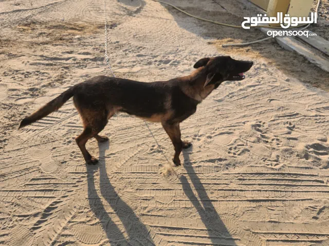 كلبه جيرمن ملينو مستعجل